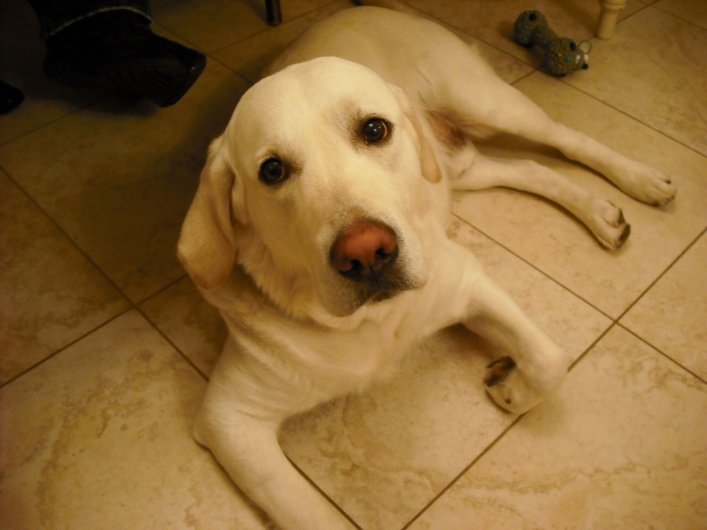 JJ il cane